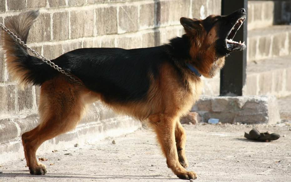 Un juzgado de victoria ha dictado una sentencia de 4 meses de prisión e indemnización de 12.000 euros por el ruido de ladridos de perro.