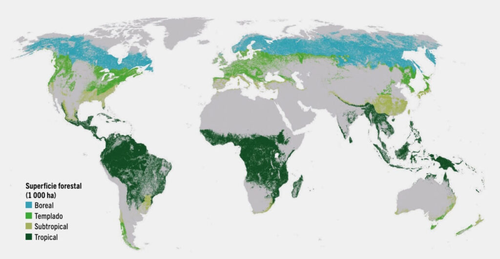 Bosques 'sanos' para una economía inclusiva y sostenible