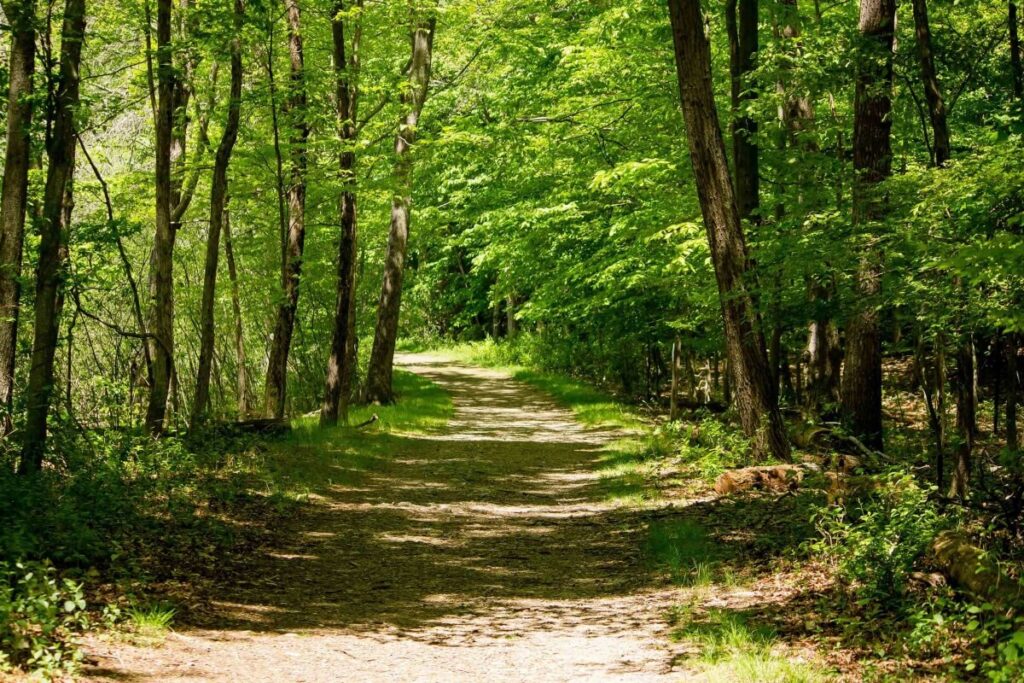 ¿Qué son los estresores ambientales y cómo afectan a los ecosistemas?