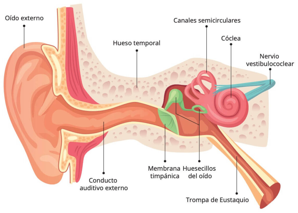 ¿Por qué es importante cuidar la audición a lo largo de la vida?