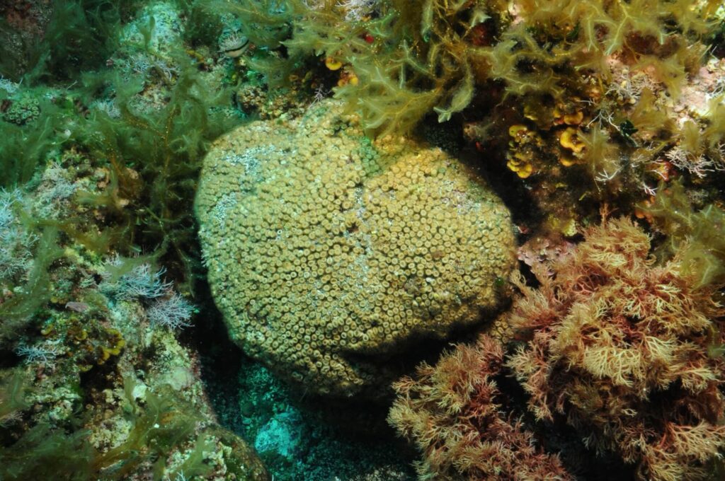 La contaminación por microplásticos amenaza las poblaciones de coral