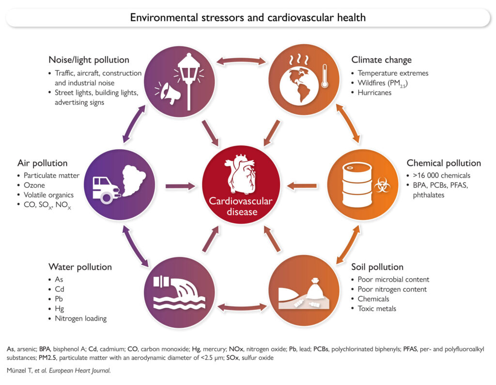 ¡Así ataca el estrés ambiental al corazón humano! Incluimos la declaración conjunta de European Society of Cardiology, American College of Cardiology, American Heart Association y World Heart Federation:
'Factores de estrés ambiental y salud cardiovascular: actuar a nivel local para lograr un impacto global en un mundo cambiante'.